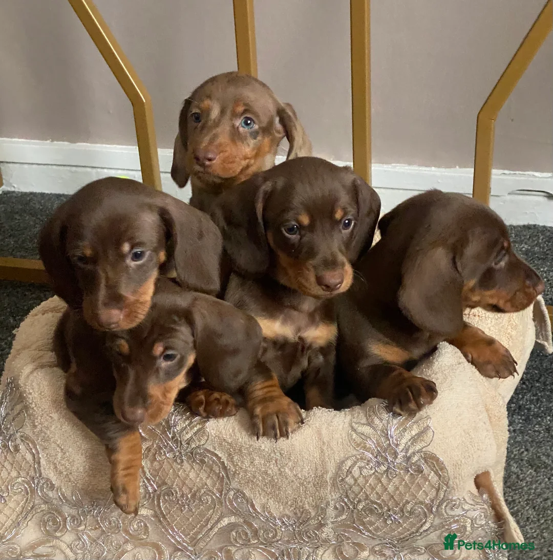 Dachshund dogs for stud: PROVEN KC Reg Longhaired dapple dachshund for STUD in Middlesbrough - Advert 10