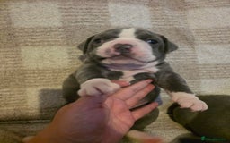 Olde English Bulldogge dogs for sale: Olde English Bulldog Puppies NEBBR Derby - Image 5