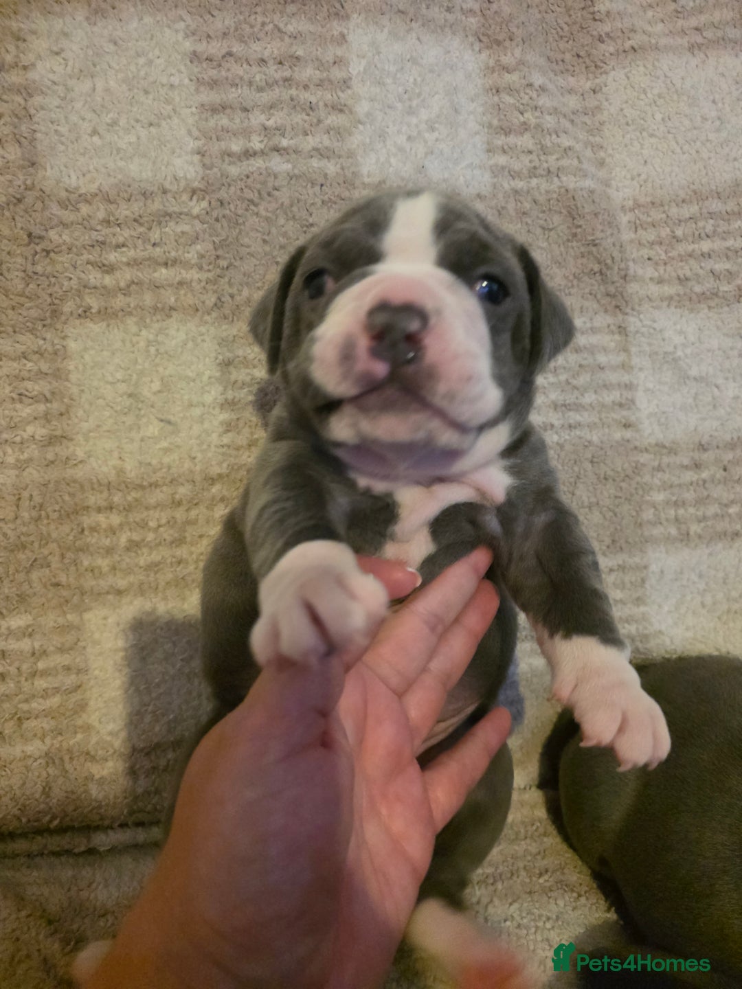 Olde English Bulldogge dogs for sale: Olde English Bulldog Puppies NEBBR Derby - Image 5