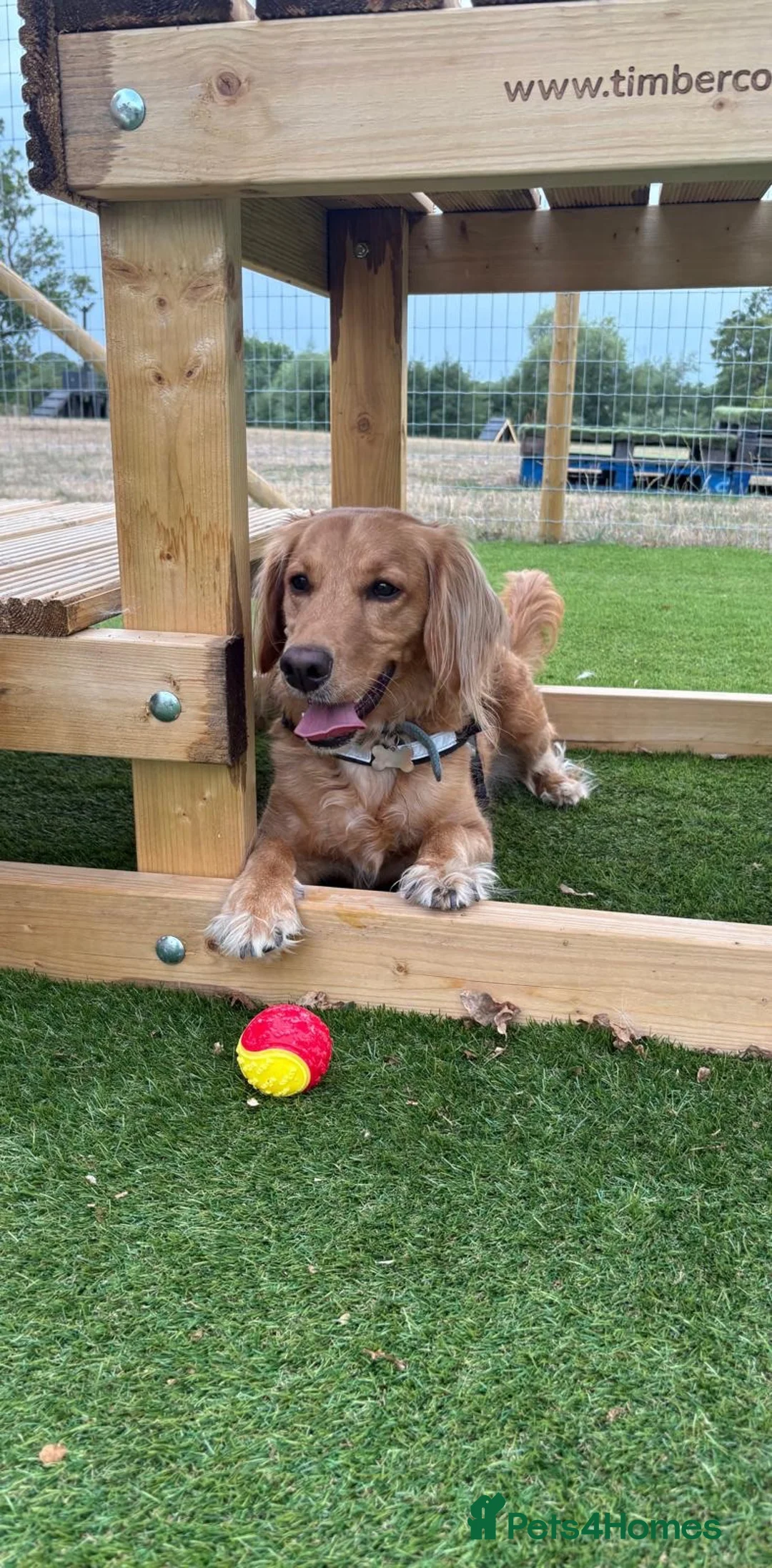Mixed Breed dogs for sale: 4 Year old Cockerspaniel cross - Advert 2