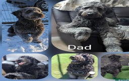 Goldendoodle dogs for sale: 3/4Golden 1/4Doodles 😃 black and gold - Image 13