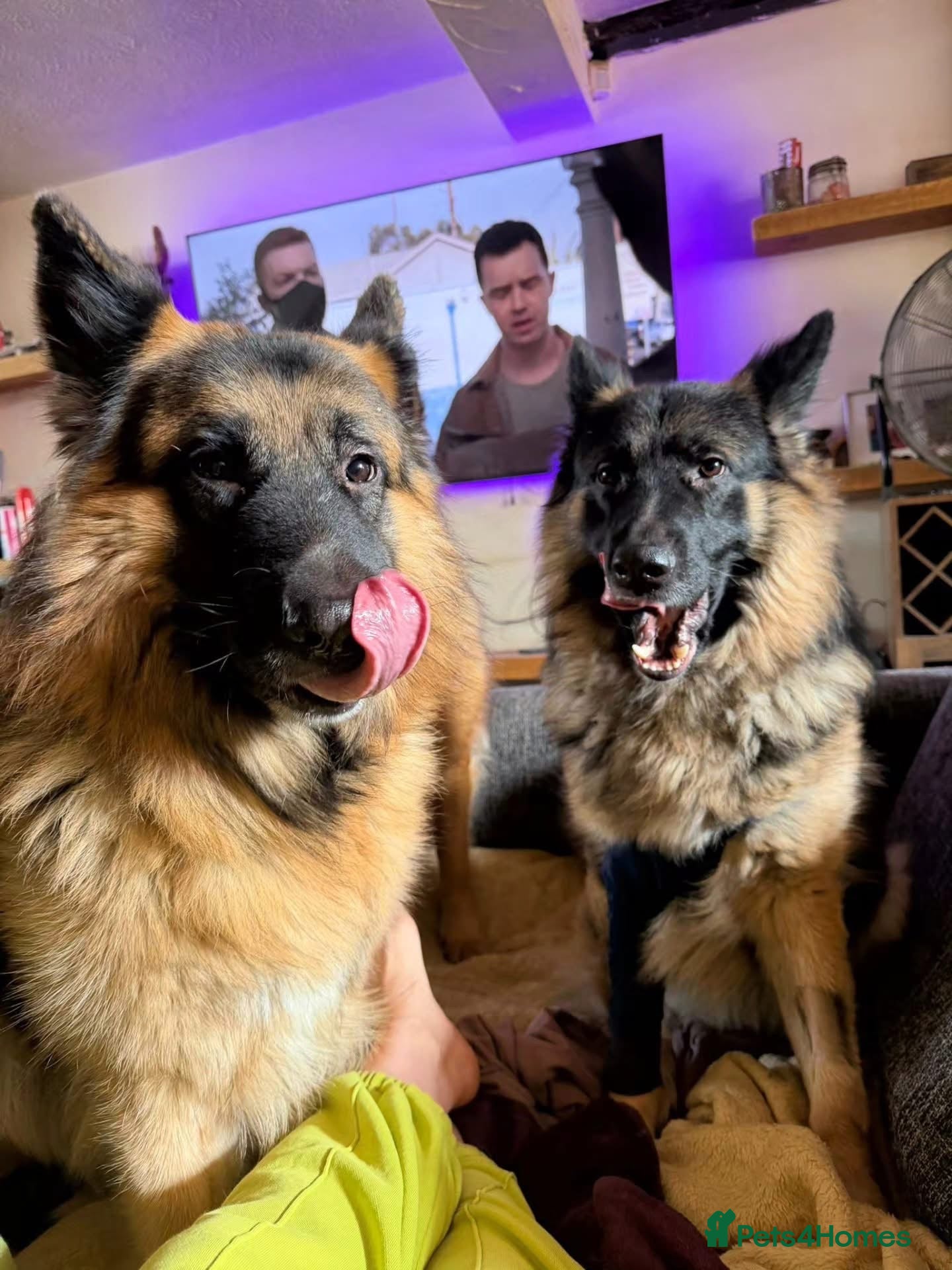German Shepherd dogs 2 male boys both 3 years old  - Advert 3