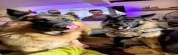 German Shepherd dogs for sale: 2 male boys both 3 years old  - Advert 1
