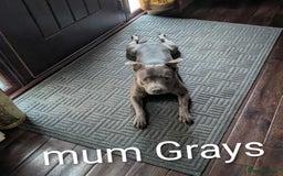 Staffordshire Bull Terrier dogs for sale: Ms/Mister - Image 1
