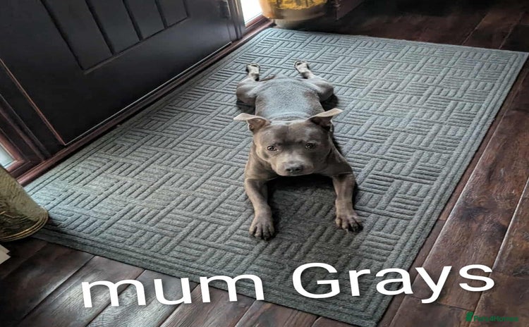 Staffordshire Bull Terrier dogs - Advert 1