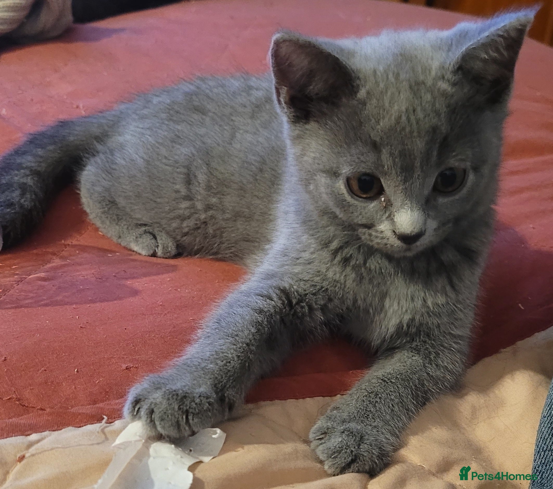 British Shorthair cats British Blue shorthair kittens  - Advert 2