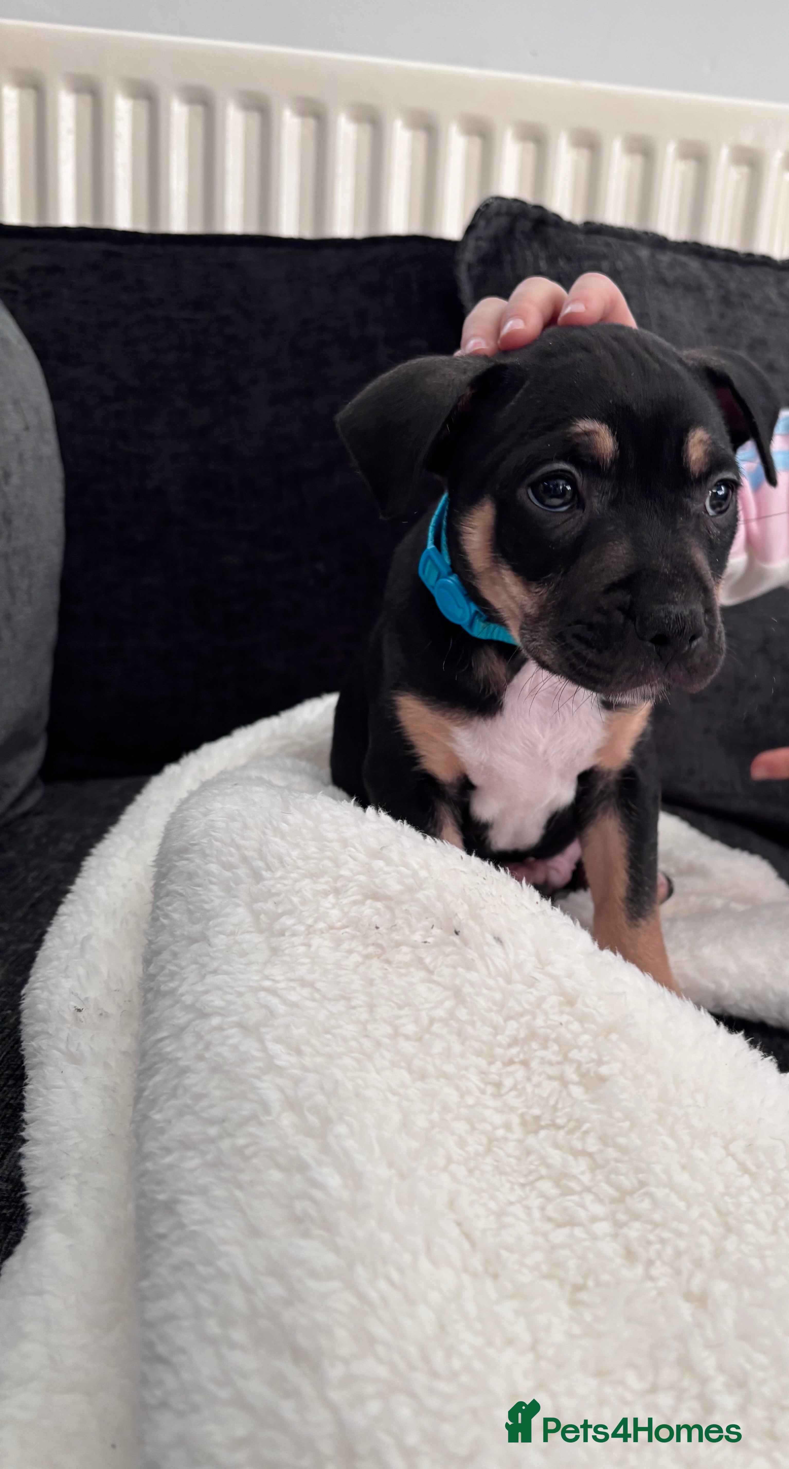 Mixed Breed dogs 9 week old staff x American bulldog - Advert 9