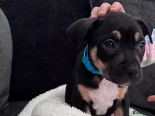 Mixed Breed dogs 9 week old staff x American bulldog - Advert 1