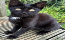 Mixed Breed cats for sale: Ragdoll mix  - Image 3
