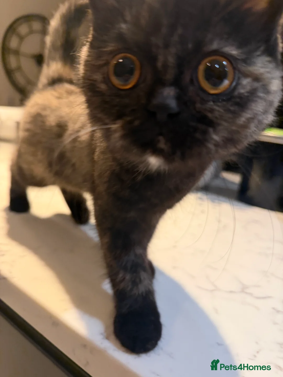 Ragdoll cats for sale: Ragdoll x BSH - Advert 4