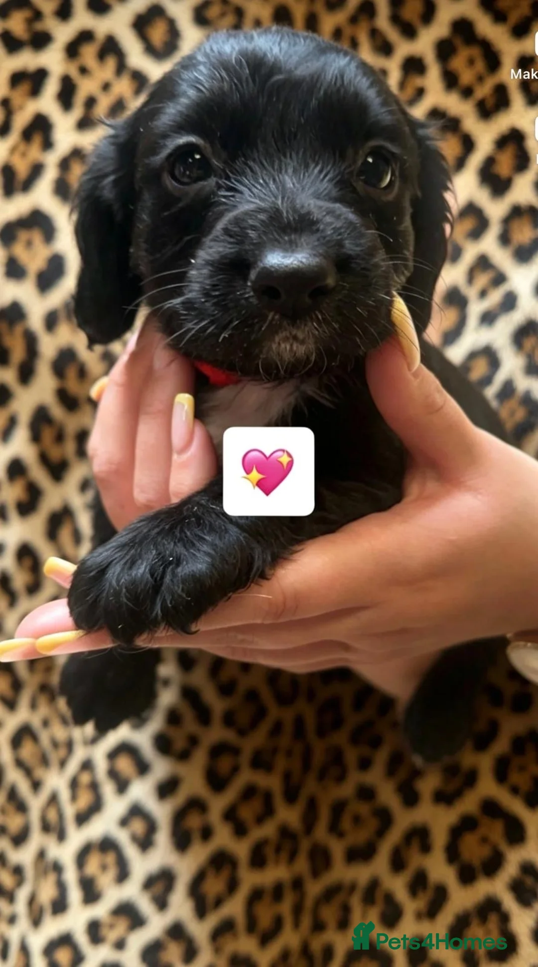 Cocker Spaniel dogs for sale: 3 beautiful cocker spainels  - Advert 2