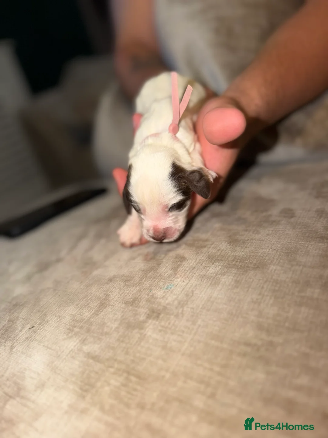 Cocker Spaniel dogs for sale: Cocker spaniel puppies - Advert 2