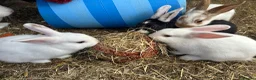 Mixed Breed rabbits for sale: Mixed lop ready to go  - Advert 12