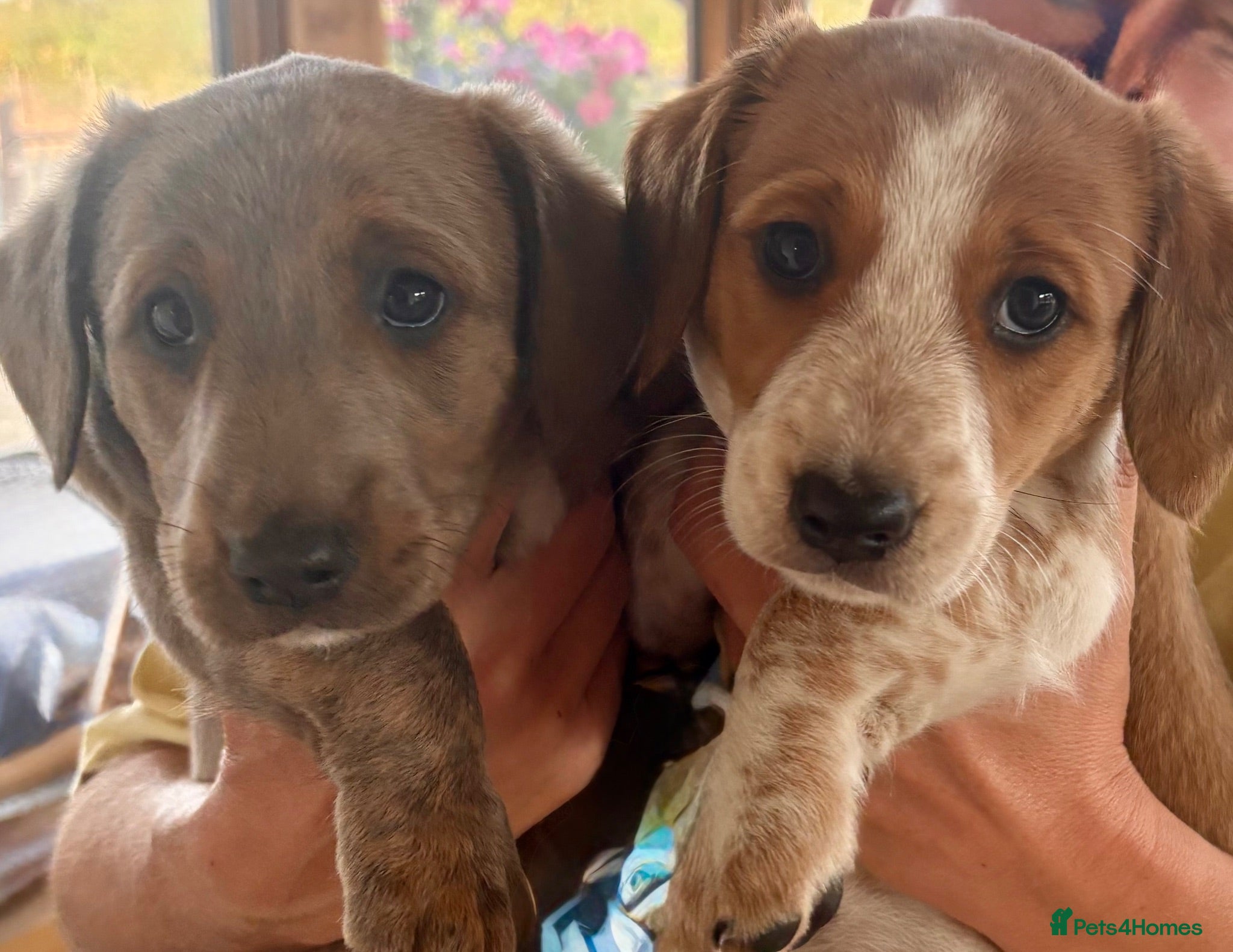 Mixed Breed dogs Pups for sale - Advert 1