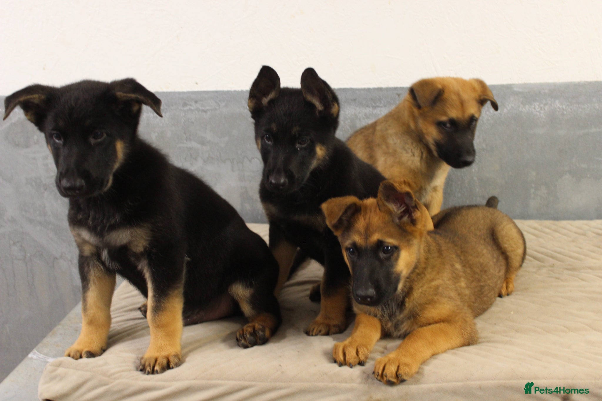 German Shepherd dogs for sale: German Shepherd Puppies  - Advert 4