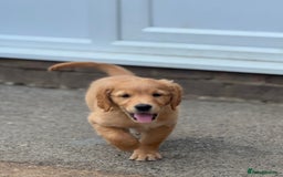 Golden Retriever dogs for sale: KC Registered Golden Retrievers puppies. - Image 12