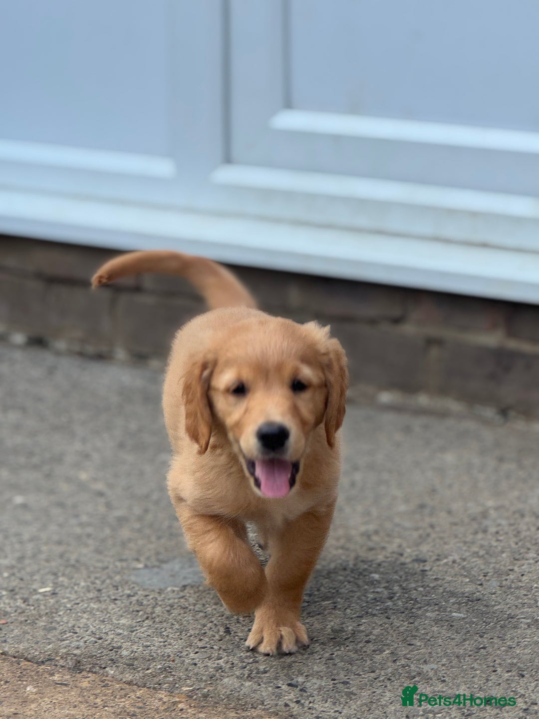 Golden Retriever dogs for sale: KC Registered Golden Retrievers puppies. - Image 12