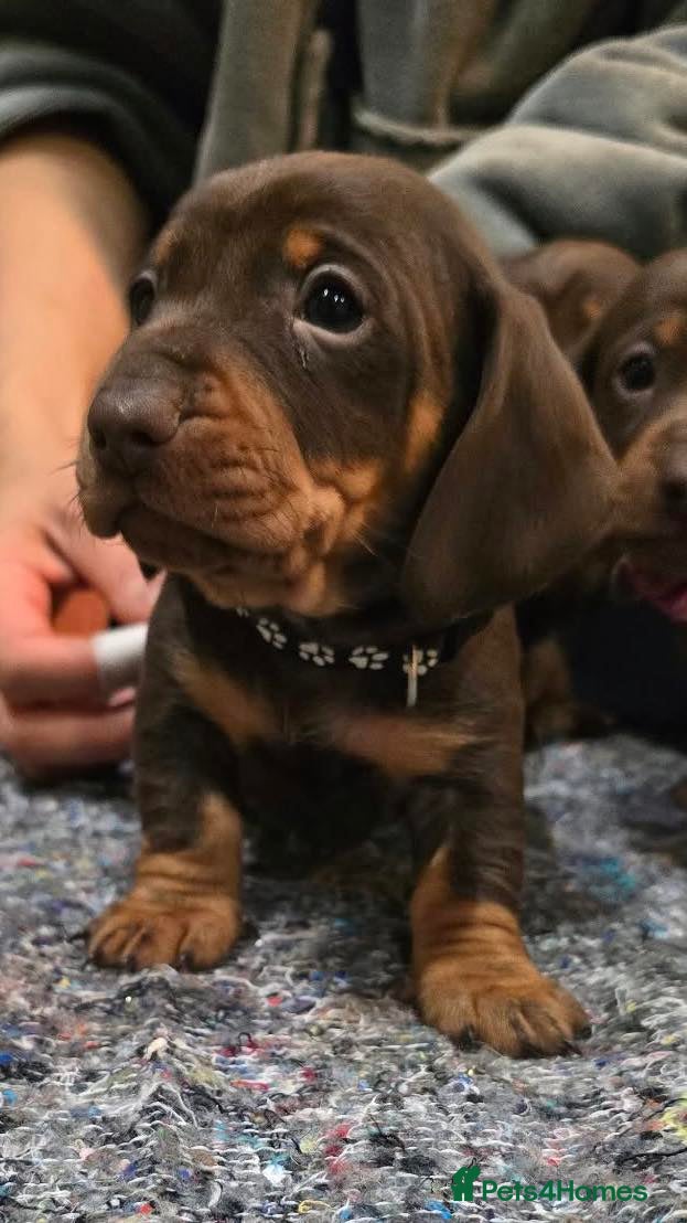 Miniature Dachshund dogs 5 Beautiful KC Registered Miniature Dachshund Pups - Advert 2