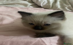 Ragdoll cats for sale: Ragdoll kittens - Advert 8