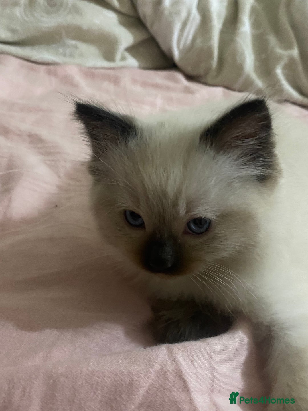 Ragdoll cats for sale: Ragdoll kittens - Advert 8