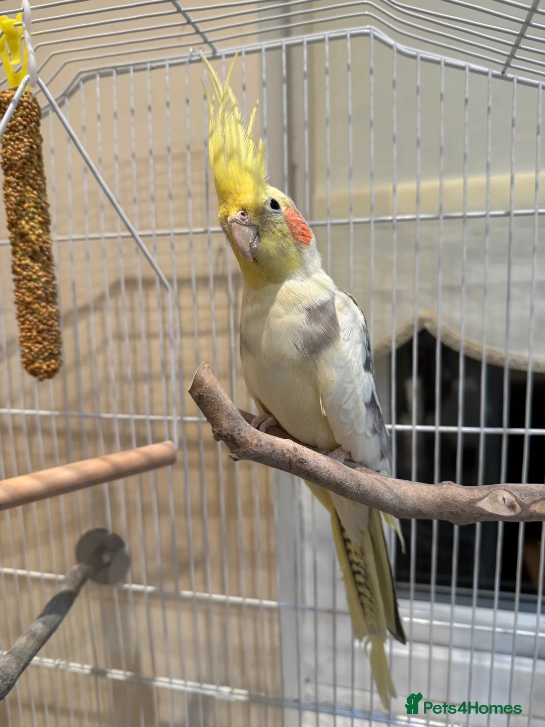 Cockatiels birds for sale: Male cockatiel - Advert 5