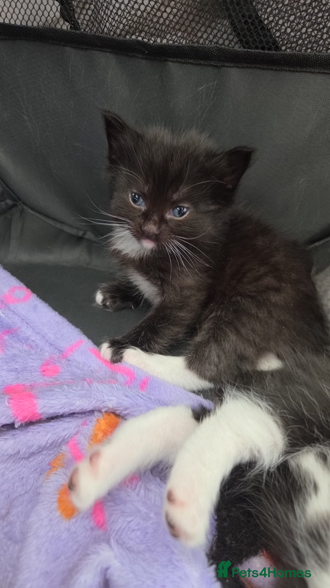 Mixed Breed Kitten 2