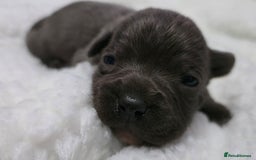 Staffordshire Bull Terrier dogs for sale:  Blue Staffy puppies for sale KC REGISTERED  - Image 29