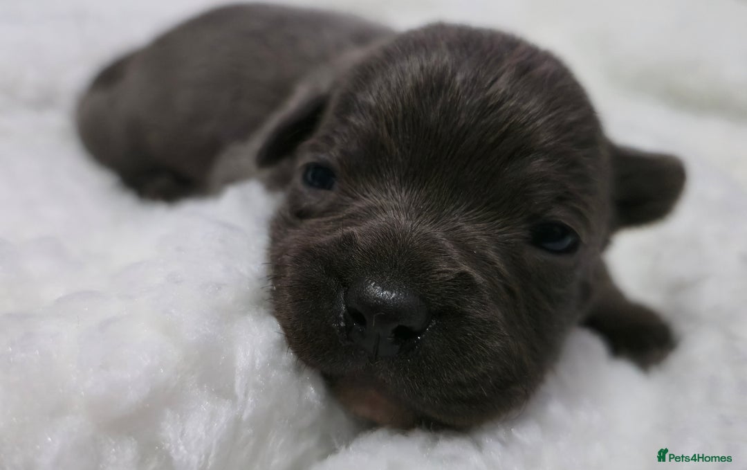 Staffordshire Bull Terrier dogs for sale:  Blue Staffy puppies for sale KC REGISTERED  - Image 29