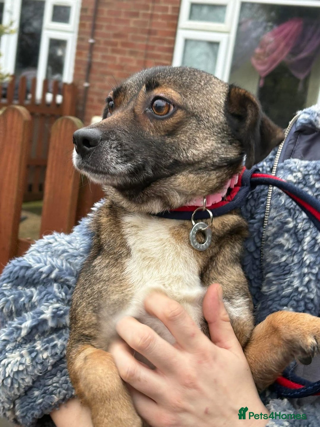 Mixed Breed dogs for adoption: Lindy - Norwich Norfolk  - Advert 4