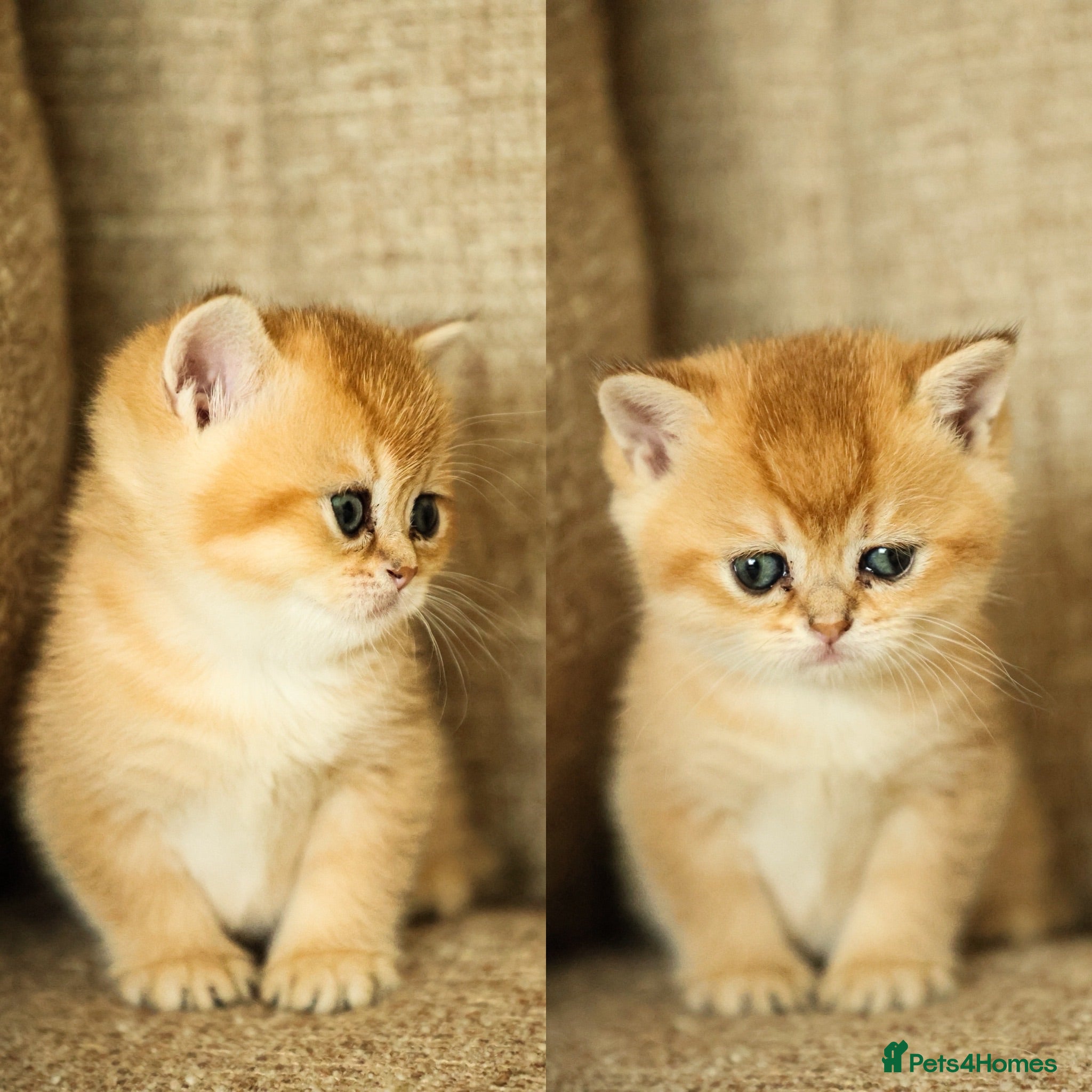 British Shorthair cats Beautiful Golden Chinchilla Kittens - Advert 6