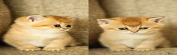 British Shorthair cats for sale: Beautiful Golden Chinchilla Kittens - Advert 1