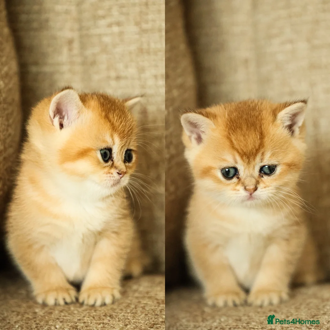 British Shorthair cats for sale: Beautiful Golden Chinchilla Kittens - Advert 1
