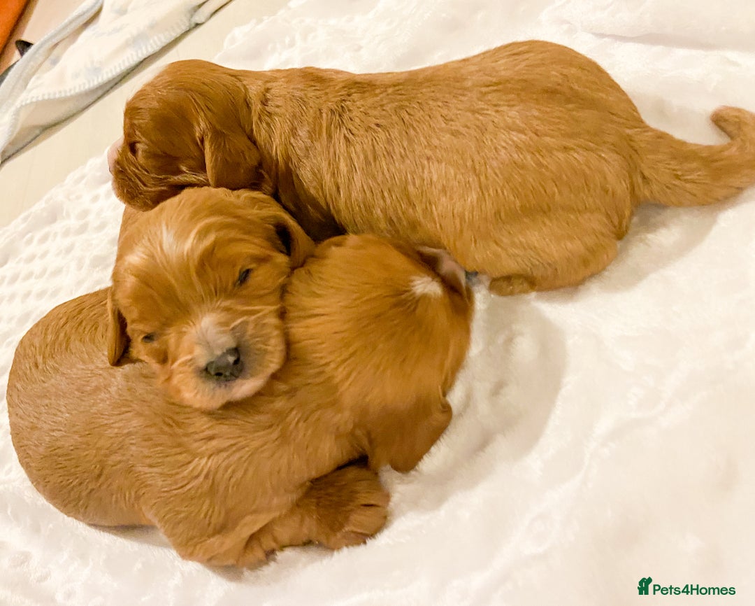 Cavapoo dogs for sale: Extensively health tested Cavapoo pups - Advert 7