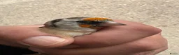 Canaries birds for sale: Goldfinches - Advert 5
