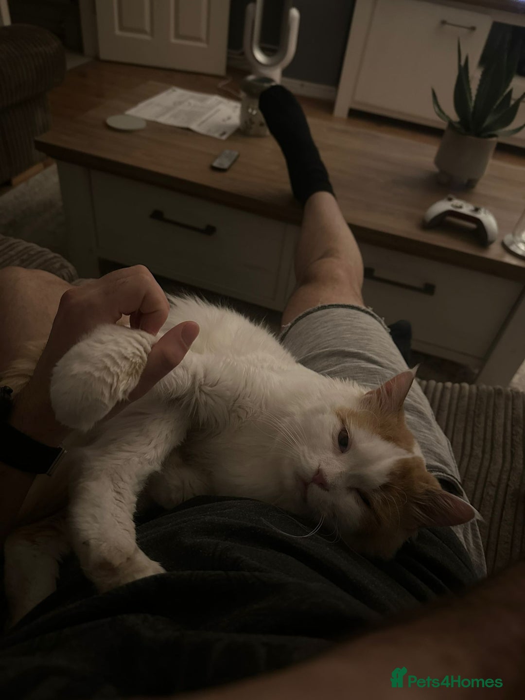 Mixed Breed cats for adoption: TEAPOT ! - THE MOST AFFECTIONATE BOY YOU CAN ADOPT - Image 11