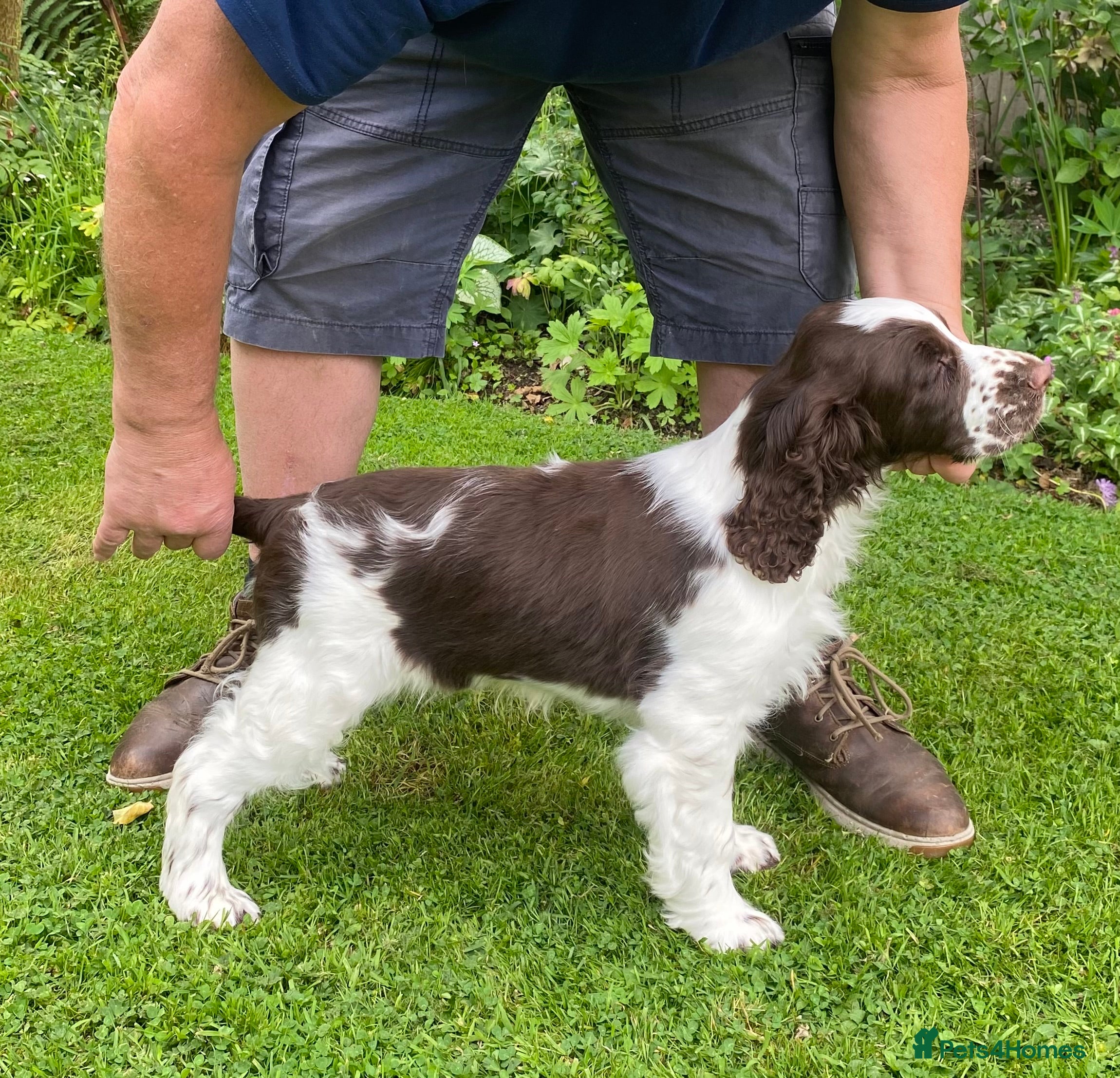 English Springer Spaniel dogs for sale:  Mr R Smith - Advert 1