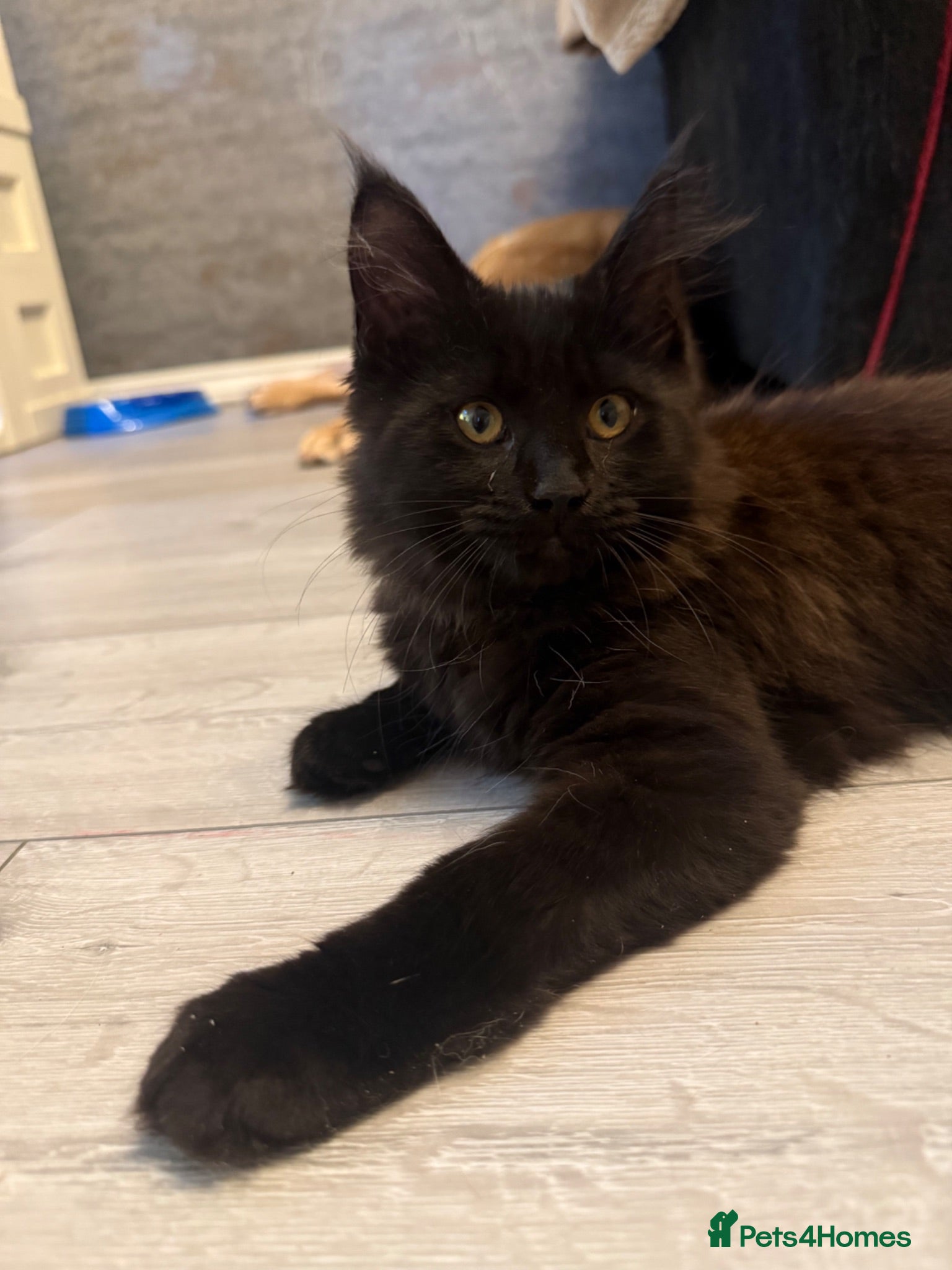 Maine Coon cats Beautiful Maine Coon Kittens  - Advert 2