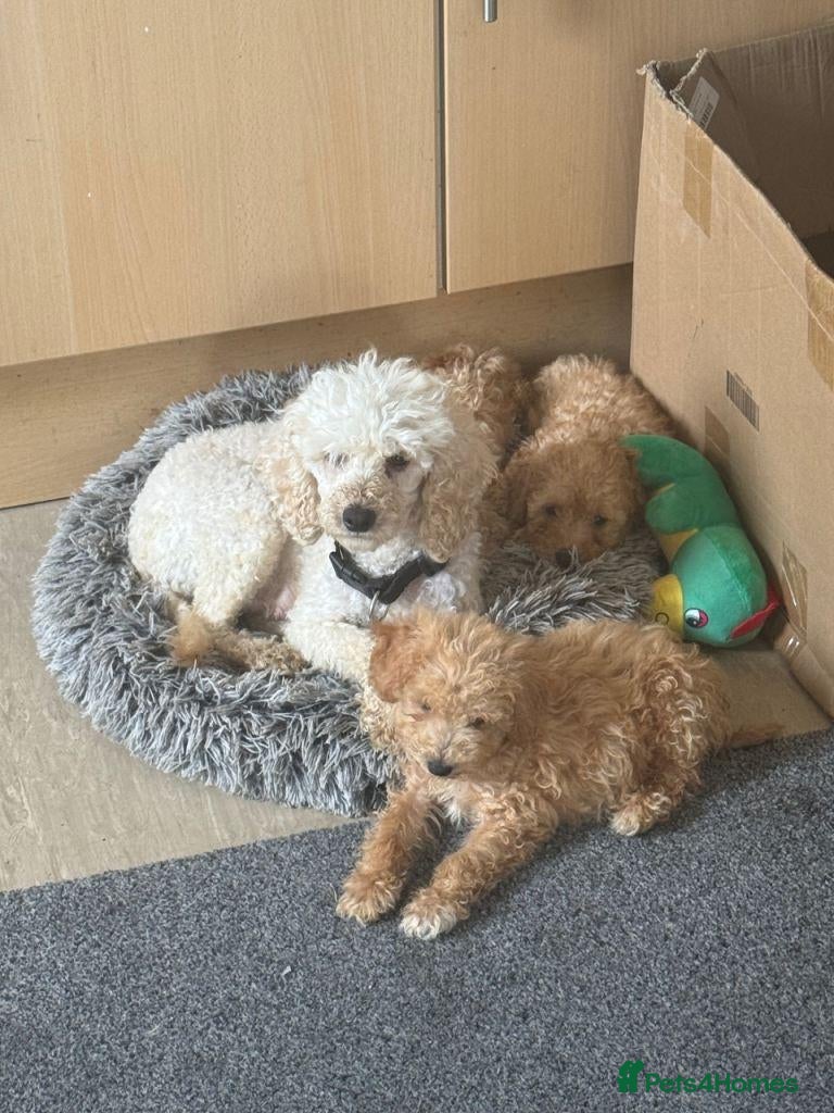 Maltipoo dogs  BEAUTIFUL MALTIPOO PUPPIES - Advert 7