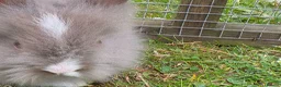 Lionhead rabbits for sale: Adorable baby purebred lionhead bunnies  - Advert 12