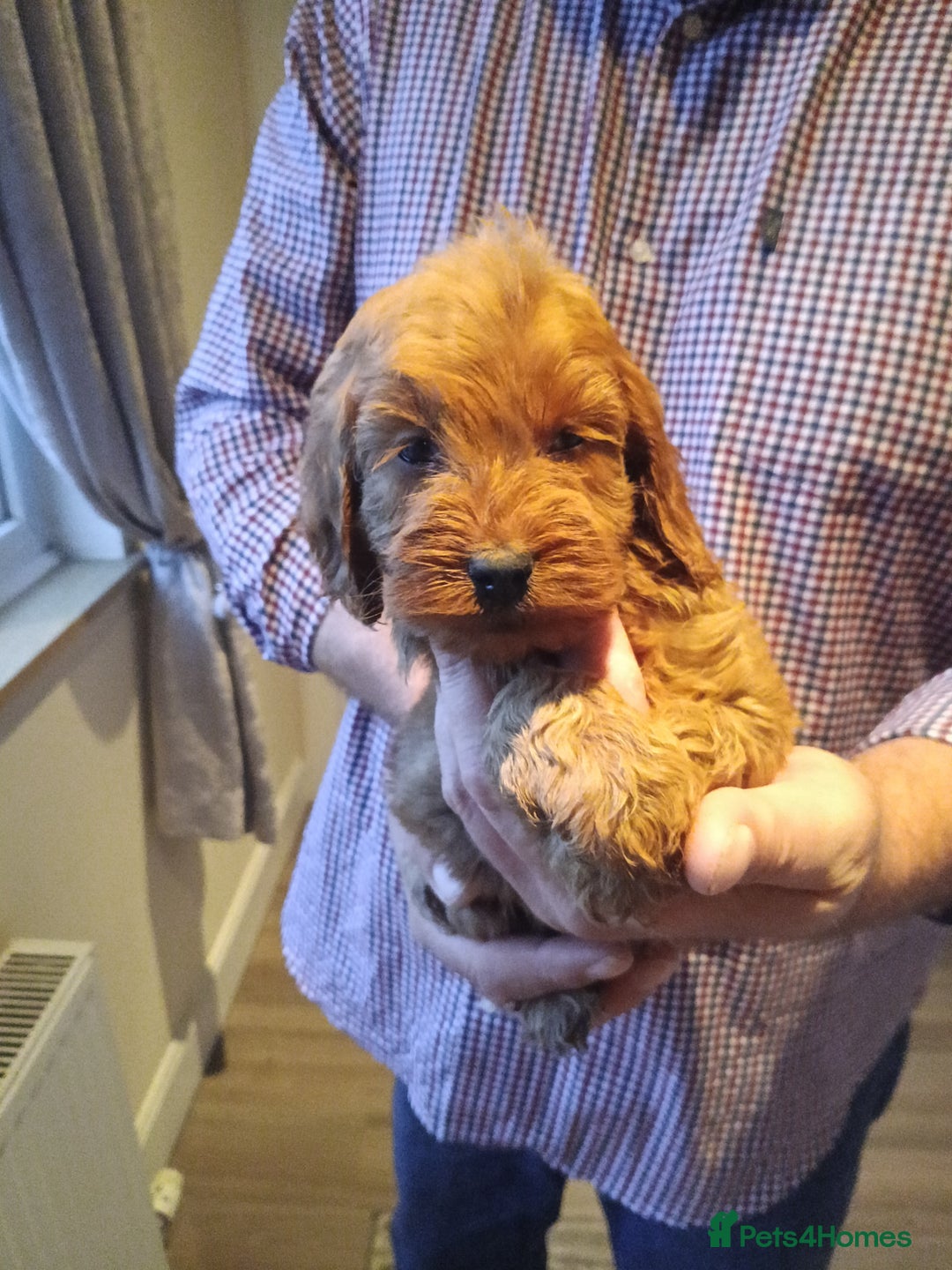 Cockapoo dogs for sale: Cockapoo puppies f1 show) ❤️ fox Red. !!!!!!. - Image 30