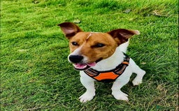 Jack Russell dogs for sale: 5yo male jack russell - Image 1