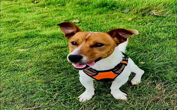 Jack Russell dogs - Advert 1