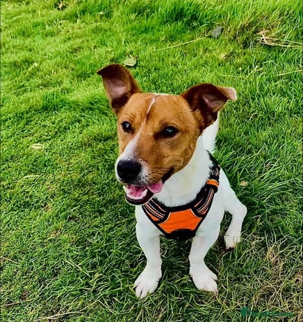 Jack Russell dogs - Advert 3