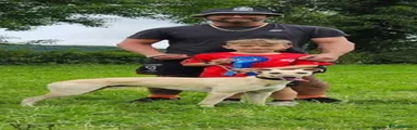 Whippet Puppy 1