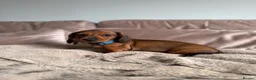 Miniature Dachshund dogs for sale: Last one KCreg Miniature dachshunds red&shaded red - Advert 20