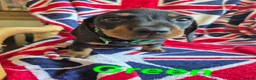 Miniature Dachshund dogs for sale: 🐾 Beautiful Miniature Dachshund Puppies 🐾 - Advert 4
