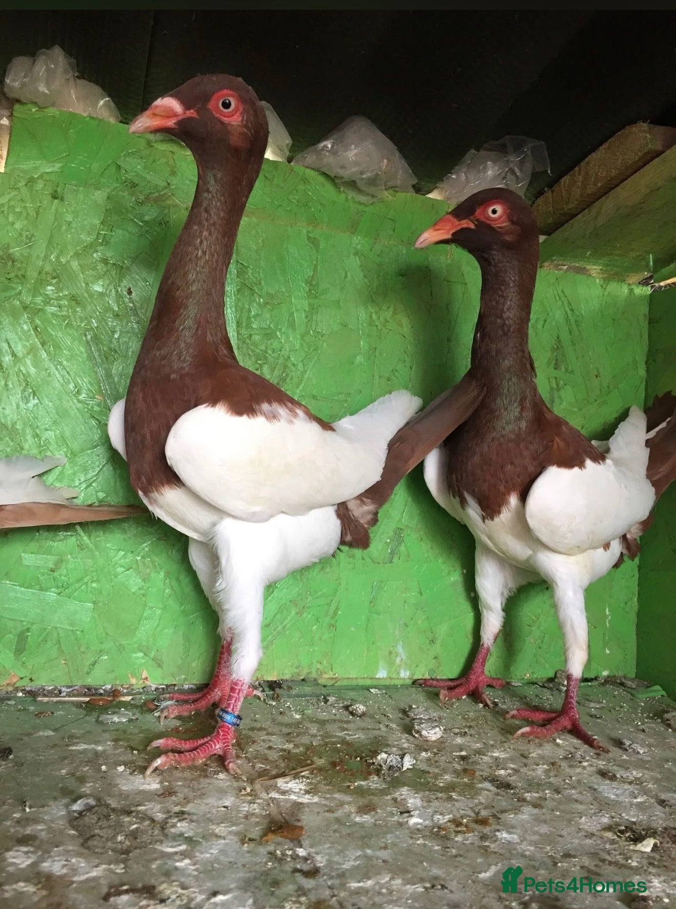 Pigeons birds Beautiful Quality Pigeons Healthy & Well Cared For - Advert 1
