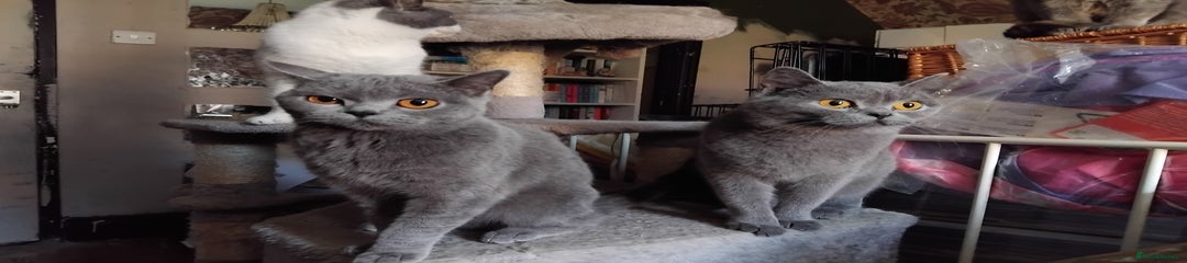 British Shorthair Kitten 2
