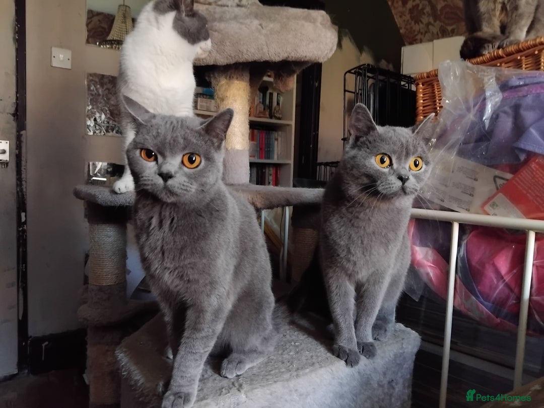 British Shorthair cats for sale: British Shorthair cats looking for new home - Image 10