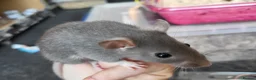 Rat rodents for sale: Friendly blue litter - Advert 3